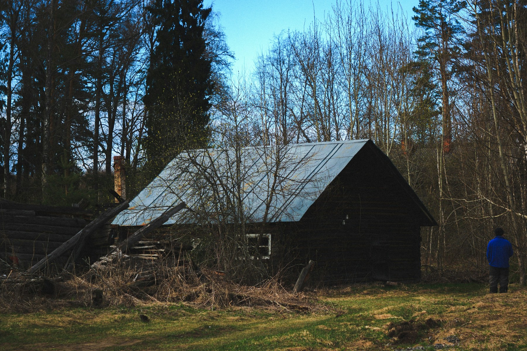 Neglected rural cabin among dense trees